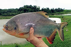 ����� ���� ������ ��������?