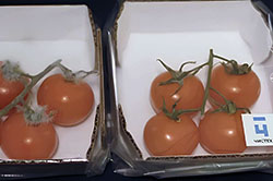 ������̻ � �������� ����������� ����������������� ��������