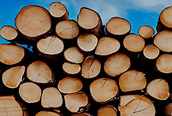 Российский экспорт древесины в 2022 г. упал на 79%