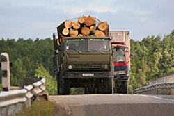 Правительство России продлевает срок действия лесных деклараций до двух лет